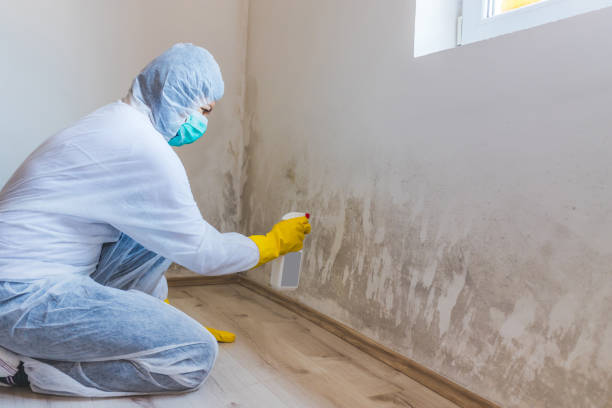 Licensed Mold Cleanup service in Erie, PA - WQB Mold Removal