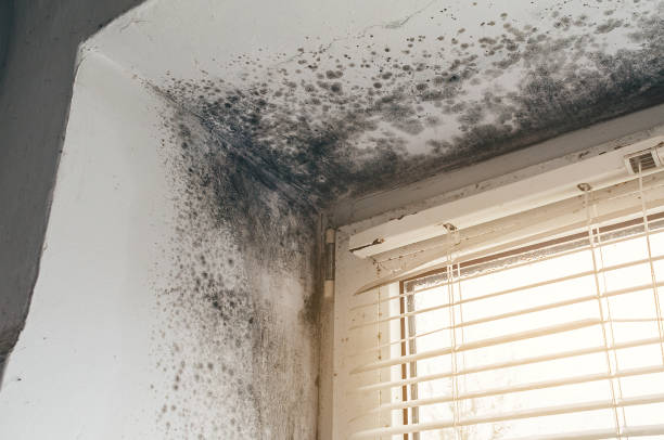 Affordable Mold Cleanup solutions in Erie, PA